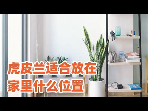 虎爺可以放房間嗎